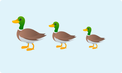 H&S - Ducks - Group Plan Image of three ducks in a row going from the largest to the smallest duck on a light blue background