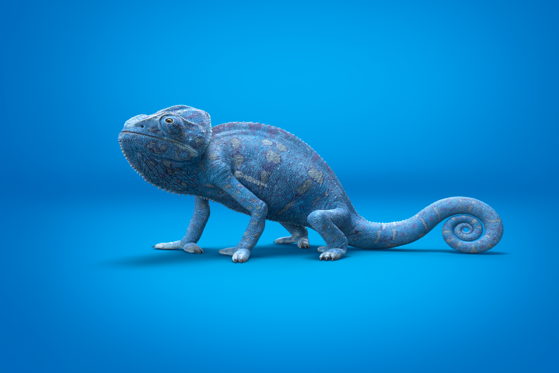 Image of a blue chameleon